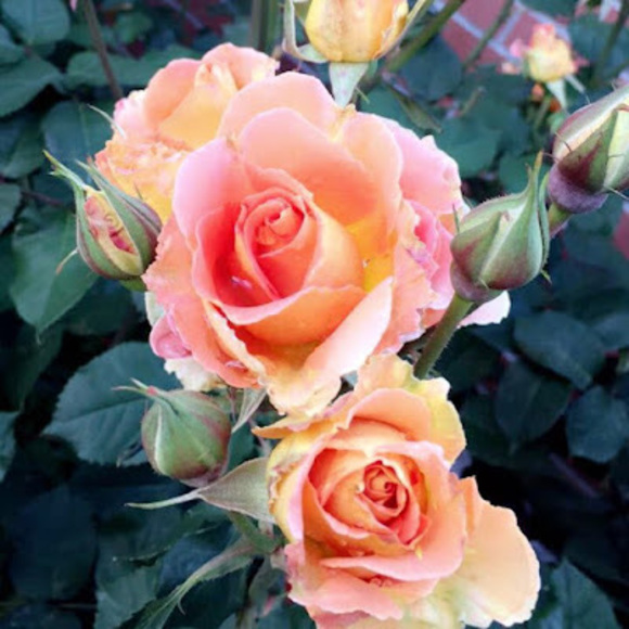 Meet your Posher, Kenna - Picture 1 of 1